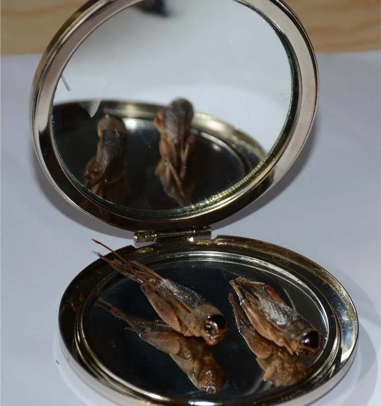 
Eco-friendly Birds Food Supplies Dried Crickets Insect for Birds Feed 