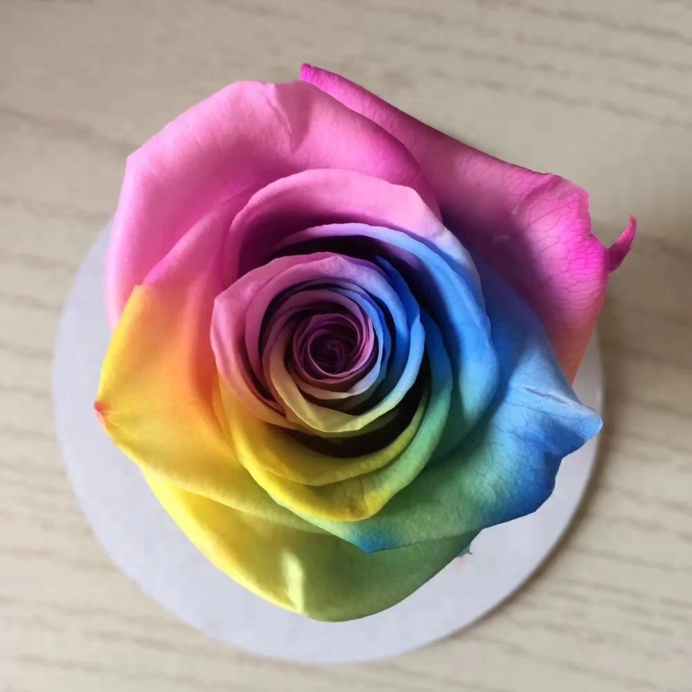 Unfading preserved rainbow rose in promotion