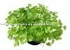 Premium Quality 100% Pure Coriander Oil: Wholesale Deals Direct from Indian Manufacturer | Bulk Coriandrum Sativum Essential Oil