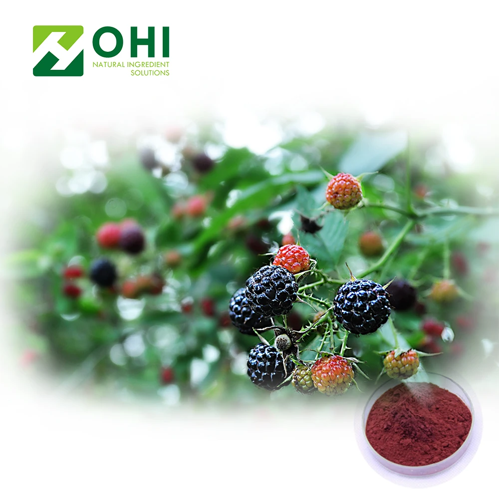 High Quality Anthocyanin Organic Black Berry Powder Blackberry Extract