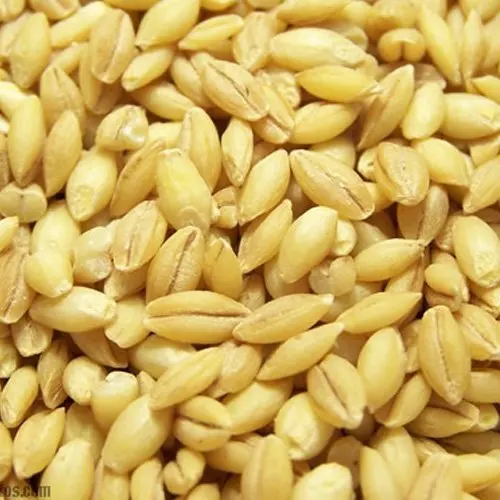 china barley for food good taste