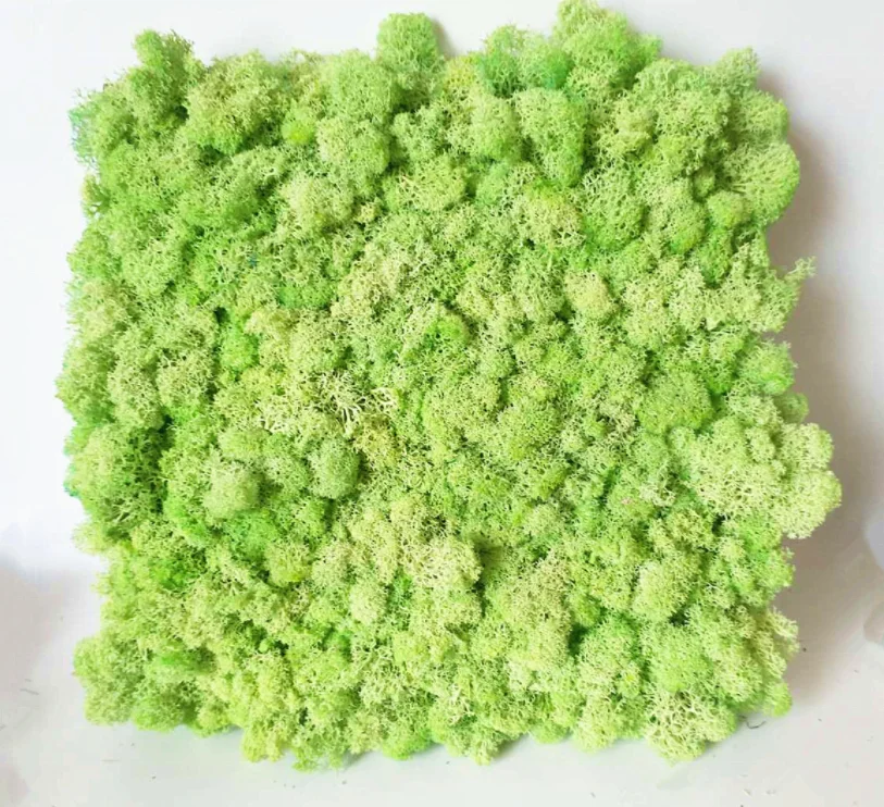 wholesale hot sale preserved dried sheet moss stabilized