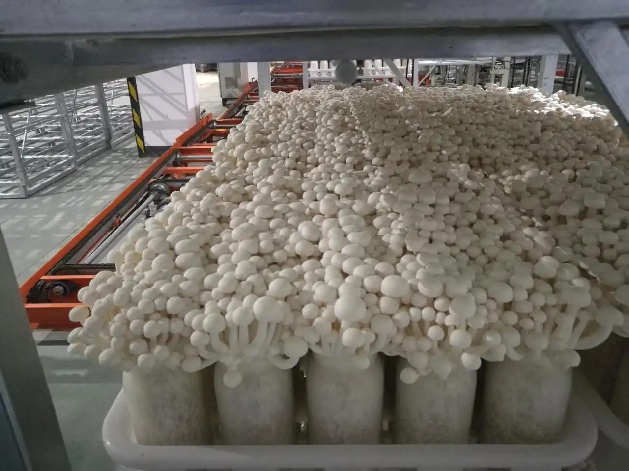 
Best Seller White mushroom plastic bottle for mushroom growing Hypsizygus marmoreus 