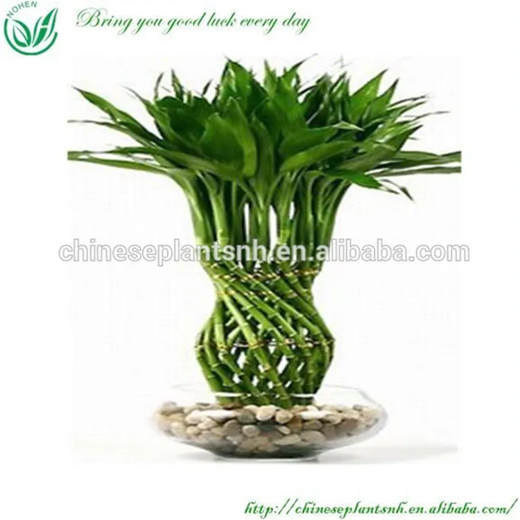 Плетеный бамбук lucky (в форме сердца)