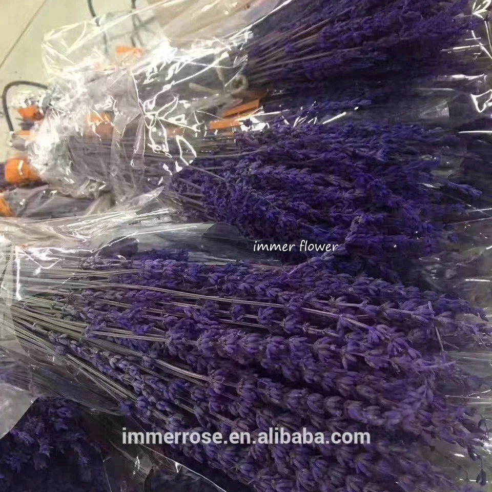 Wholesale Decorative Stabilized Lavender Preserved Lavender Flower