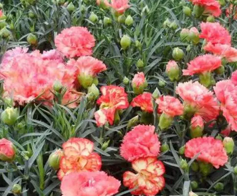 Beautiful flower seed mix colors Dianthus caryophyllus seeds