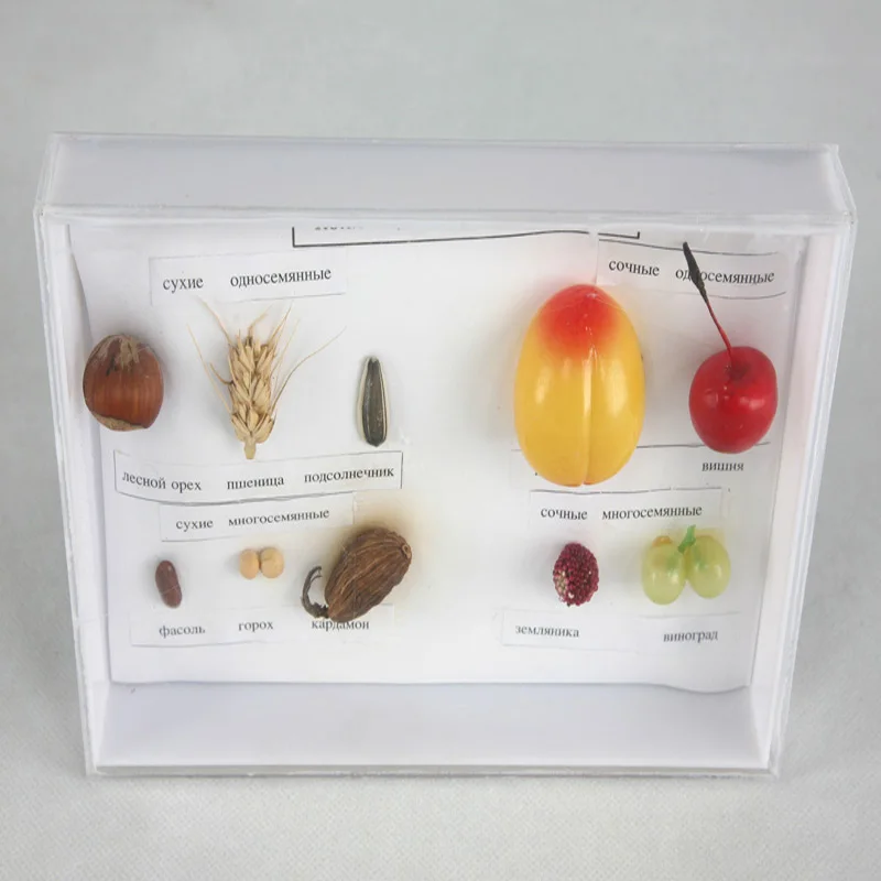New High Quality Imitation Fruit Specimen Collection Educational Demonstration Material