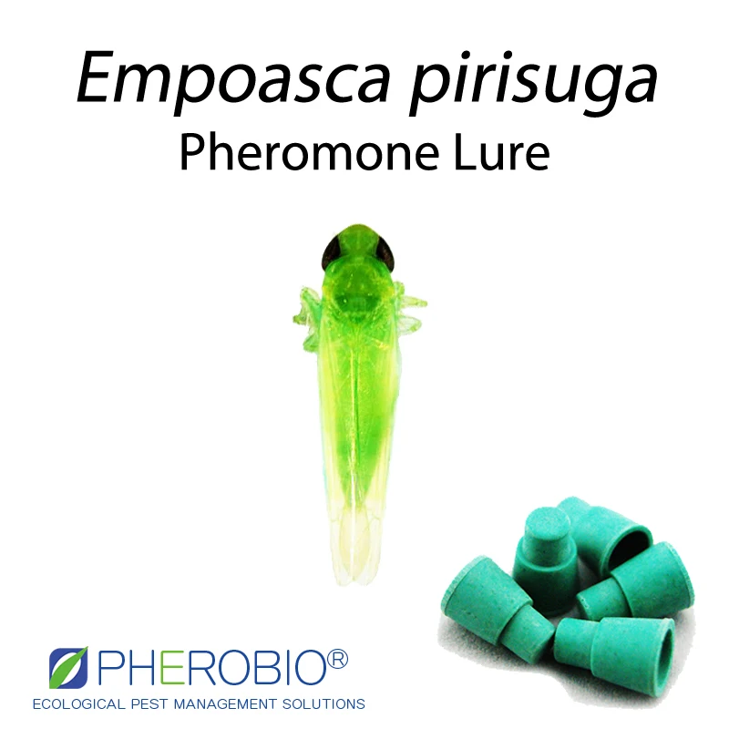 
Smaller green leafhopper Empoasca pirisuga pheromone lure pheromone trap 