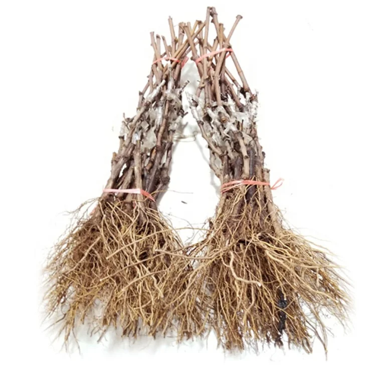 
Продажа виноградных рассады разных размеров 