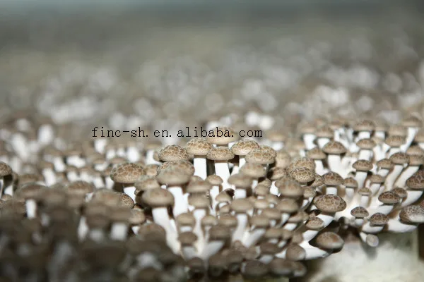 
Wholesale White Shimeji Mushroom From China 