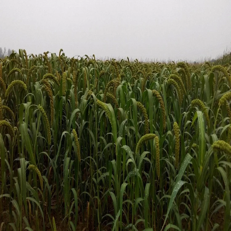 Ammonium Sulphate Granular 7783-20-2  Nitrogen Fertilizer Industrial Grade