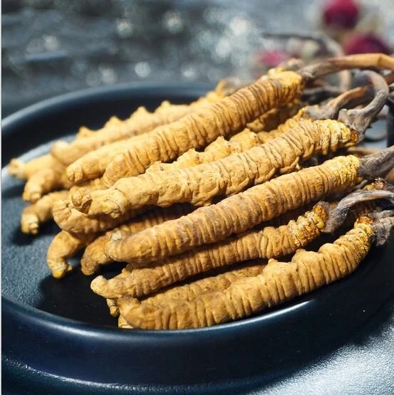 
Dong chong xia cao Cordyceps sinensis herbal remedies for cancer 