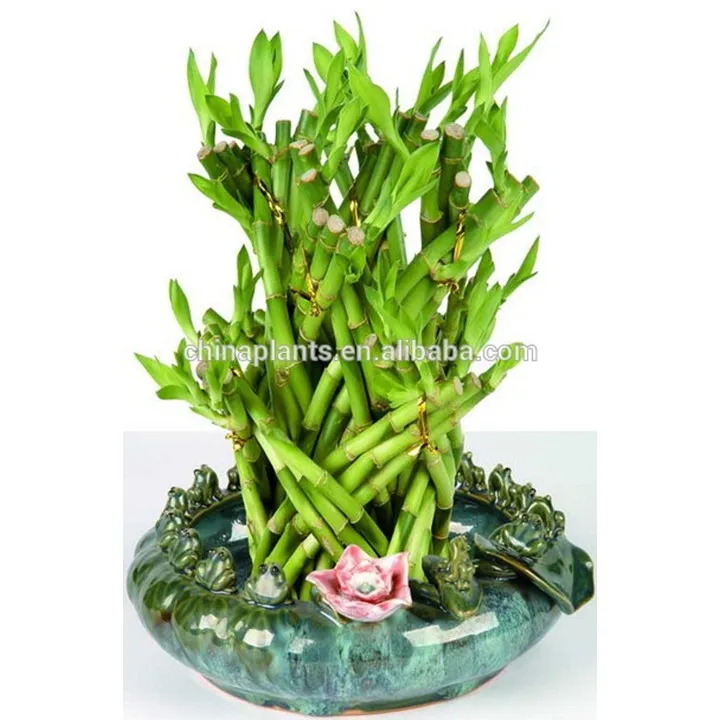 Плетеный бамбук LUCKY (форма дракона)