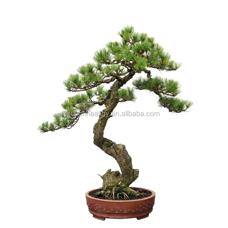 
 2021 семян пинуса денсифлоры для посадки  