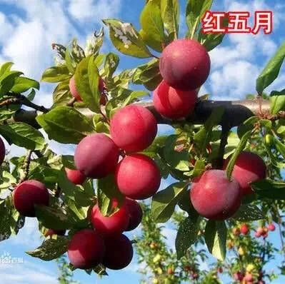 
Sale chinese prunus salicina fruit seedling 