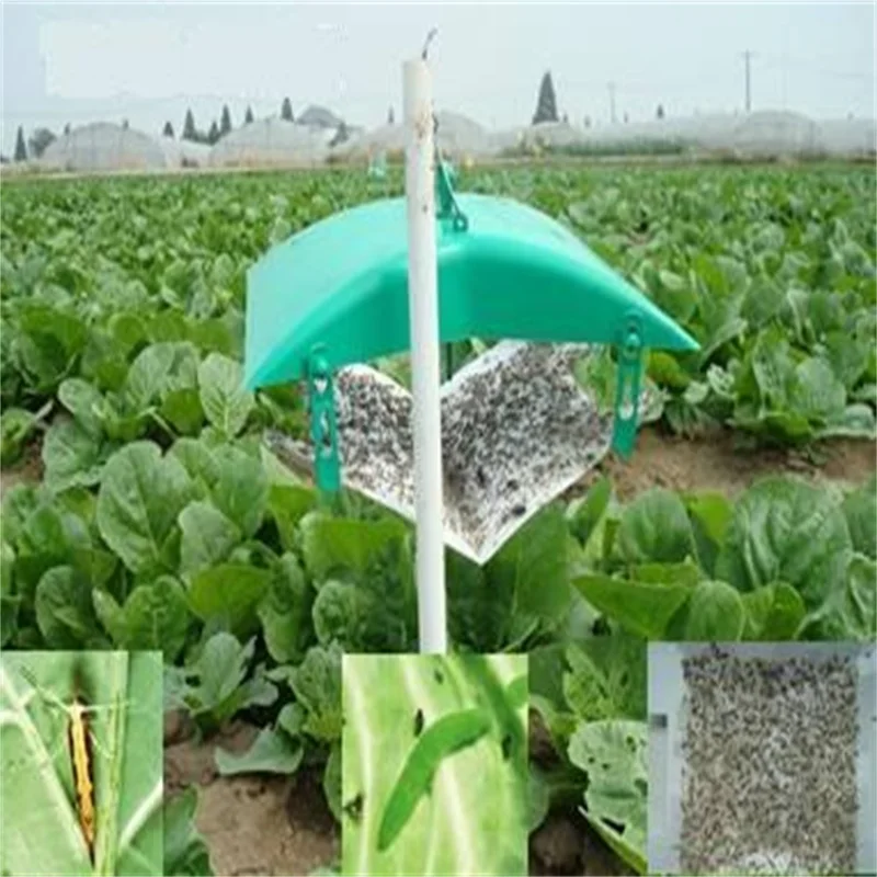 Приманки plutella xylostella pheromone (алмазная задняя моль)