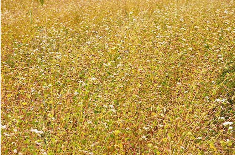 wholesale_buckwheat