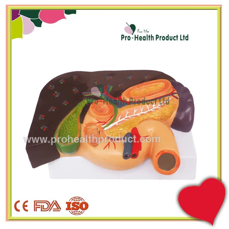 Liver With Gallbladder Pancreas And Duodenum Model