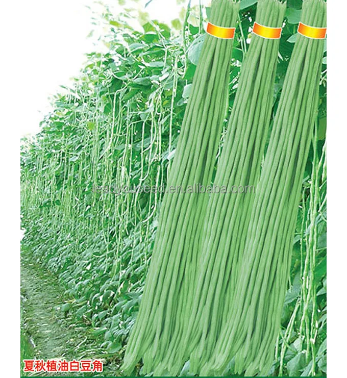 
BE05 Hongzi light green early maturity long bean seeds in agriculture 
