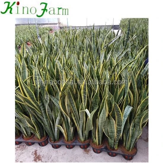 Wholesale Sansevieria Trifasciata Snake Plant