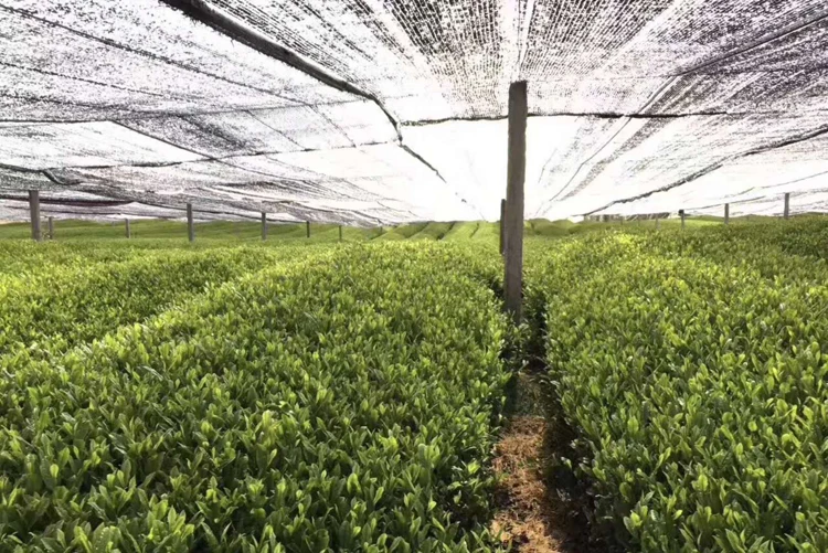 Chinese Tea Ceremony Gift Samples Create Your Own Custom Logo Green Matcha