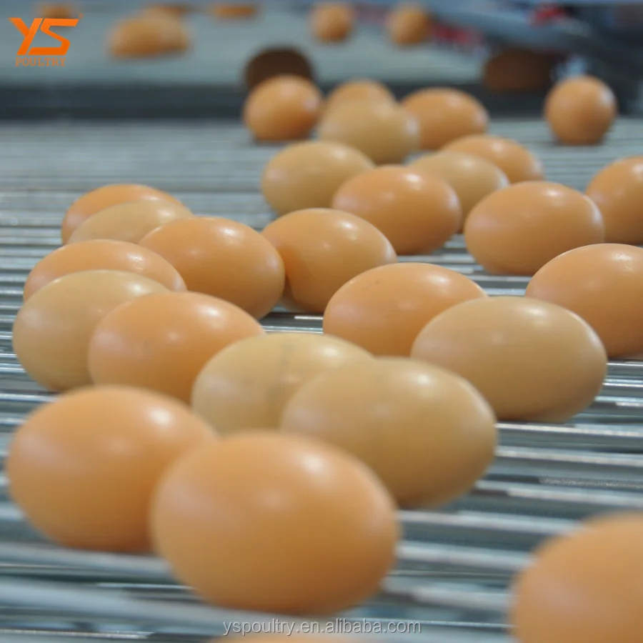 Low Price Fully Automatic Egg Collector for Poultry Cage