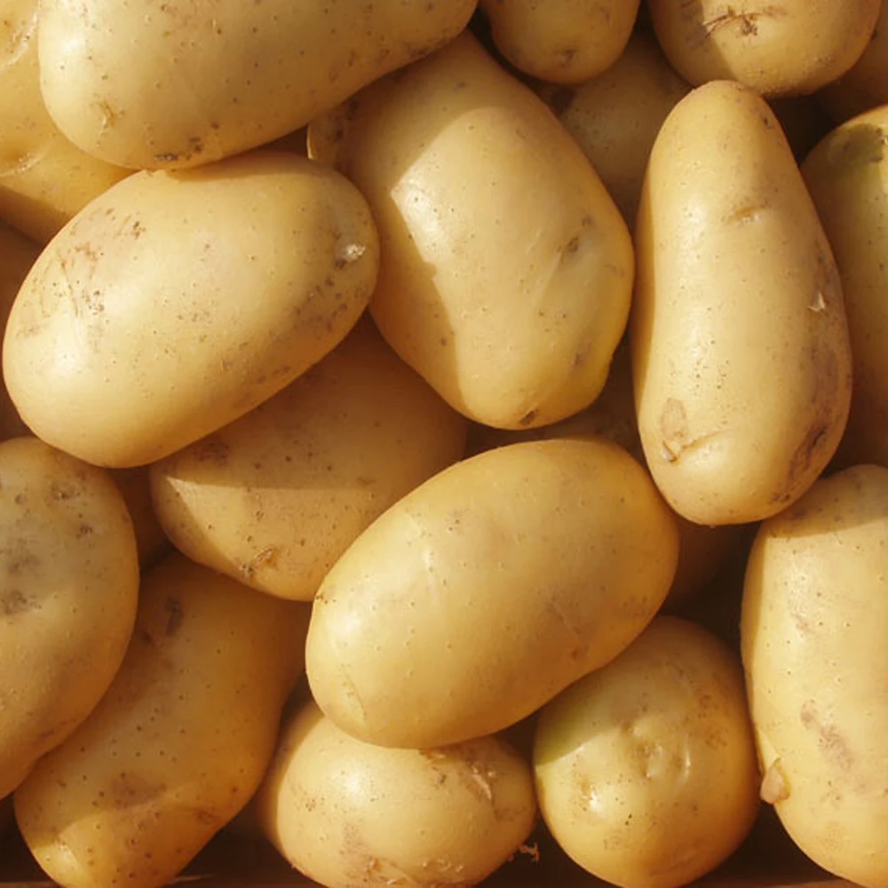 
Import china potato new crop 