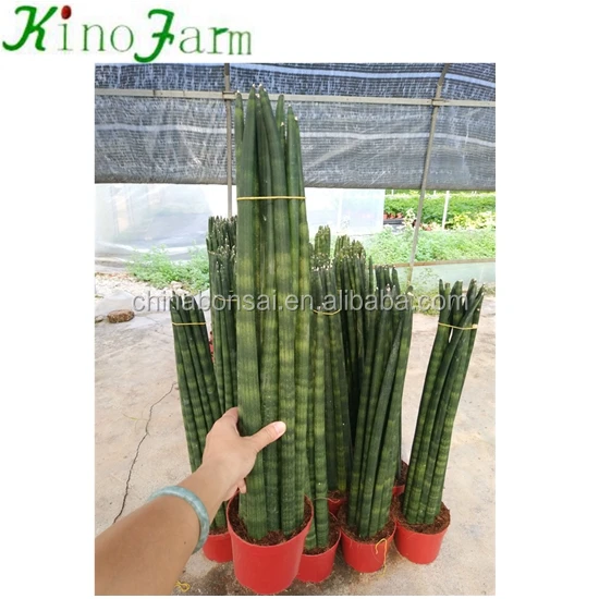 
 Indoor Different Types Of Sansevieria  