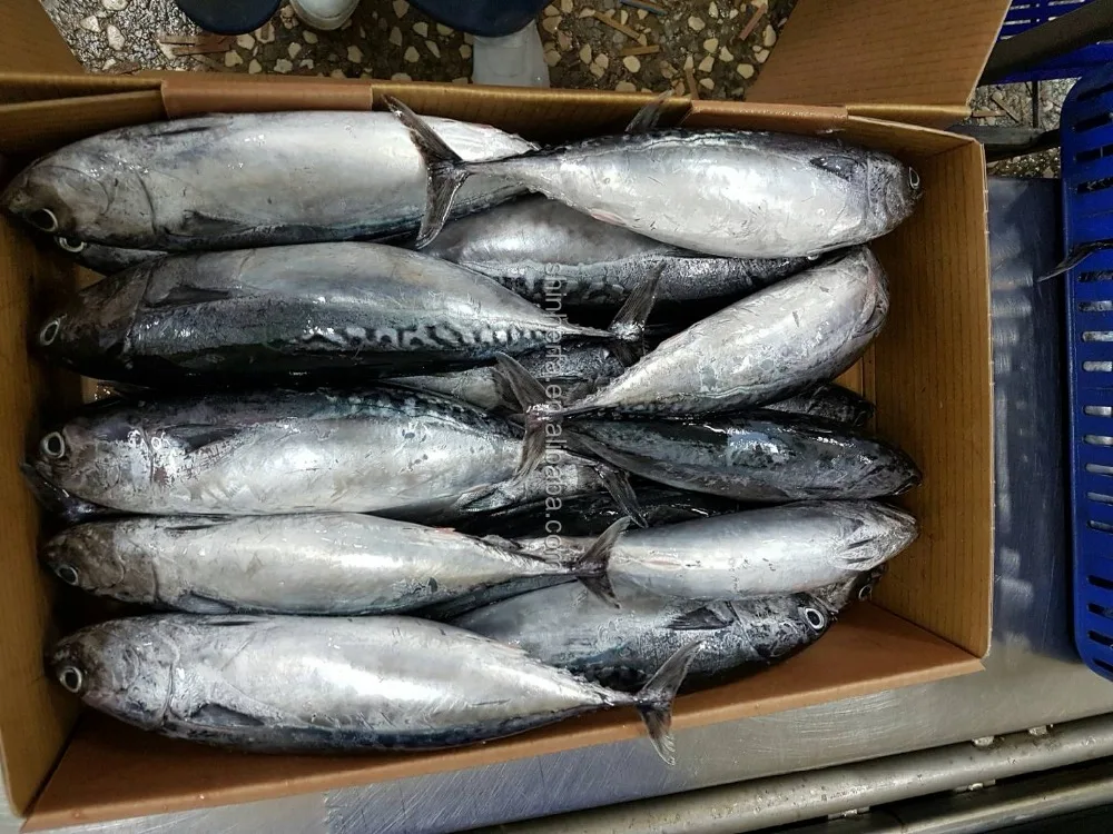 Taiwan Frozen Bonito Tuna 300/500 gram Euthynnus Affinis