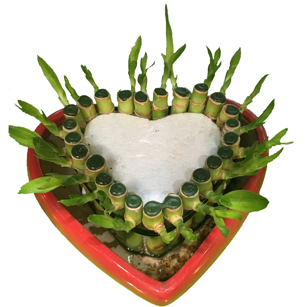 
heart shape love bonsai indoor tower lucky bamboo 