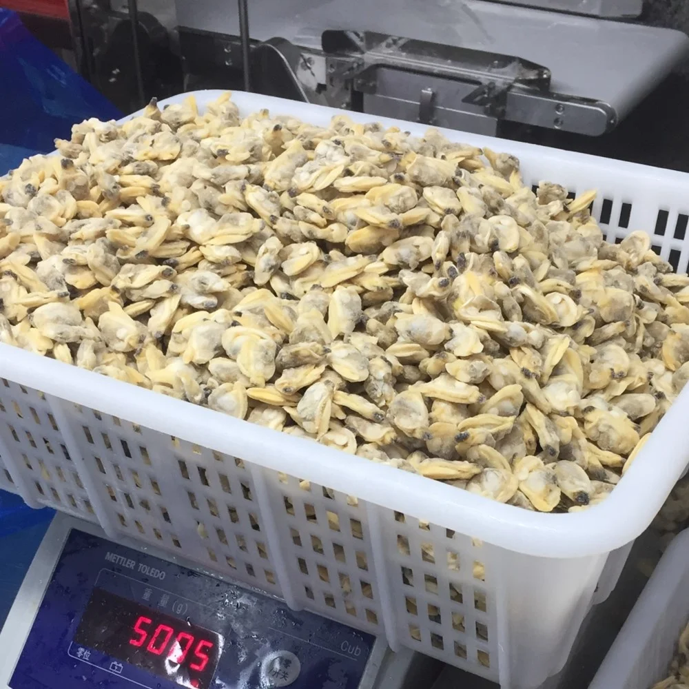 Wholesale Frozen Natural IQF Frozen Cooked Short Necked Clam Meat