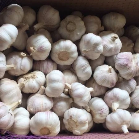
2018 new harvest garlic 
