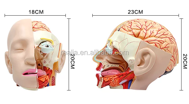 HM-BD-074HB Plastic Human Head model with Brain