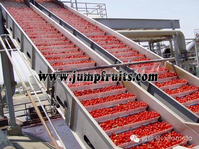 Factory price automatic canned tomato sauce fruit jam production line