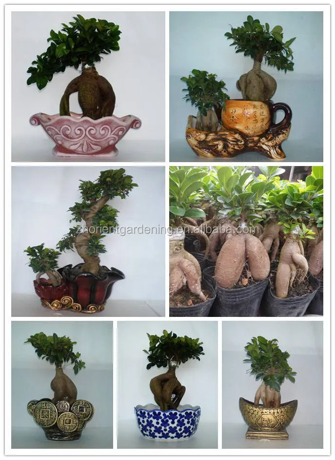 ficus ginseng microcarpa ficus bosai  for sale indoor and outdoor plants