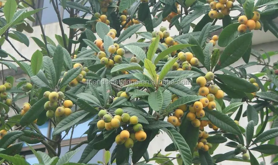 Low price China Loquat fruit tree seedling