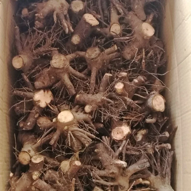 2018, свежий, быстро растущий гибрид paulownia tomentosa, один год пень с фитосанитарным сертификатом для пиломатериалы