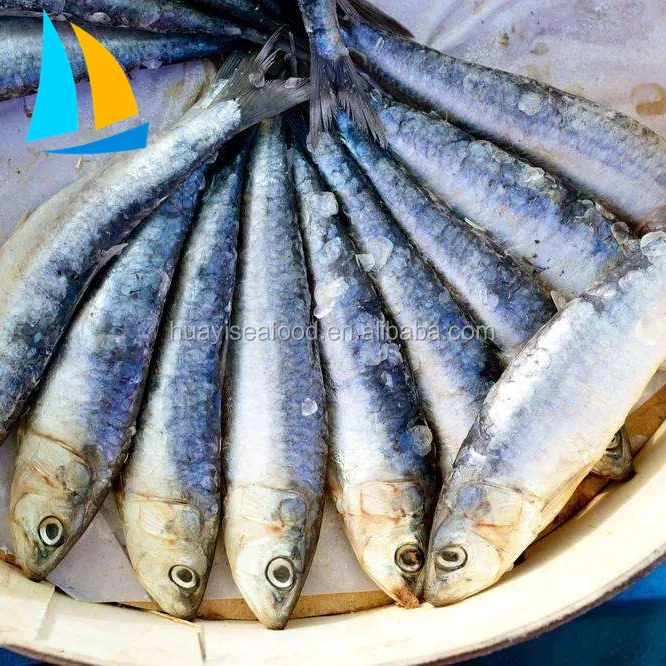 freeze dried fish whole round sardine fish Frozen Sardine