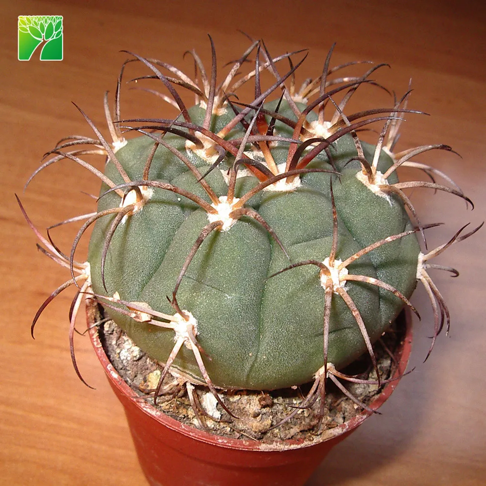 
 Середина весны цветение время домашнего декора кактусы цветы gymnocalydium saglionis  