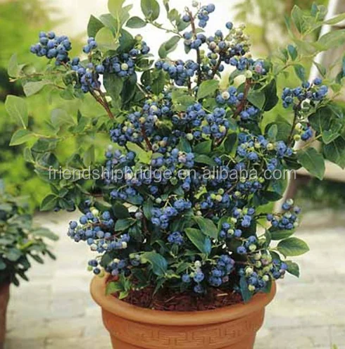 Саженцы голубых ягод