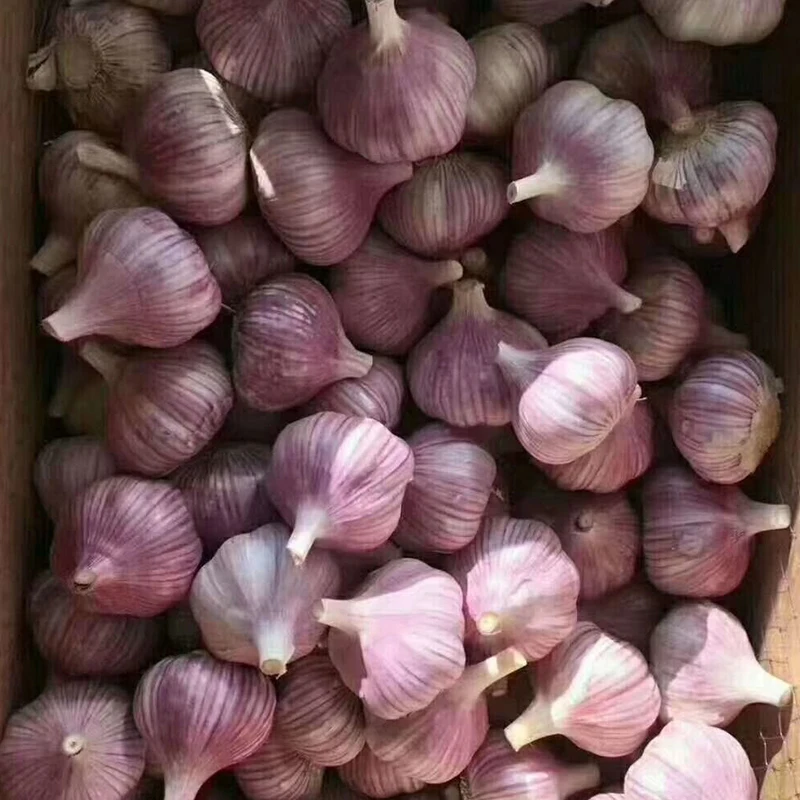 
2021 New Crop Jining Fresh new crop red garlic 