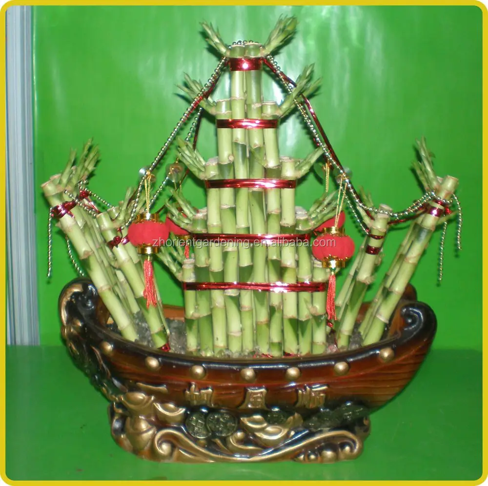 Воздушный бонсай в форме лодки, счастливый бамбук, драцена, сандерия