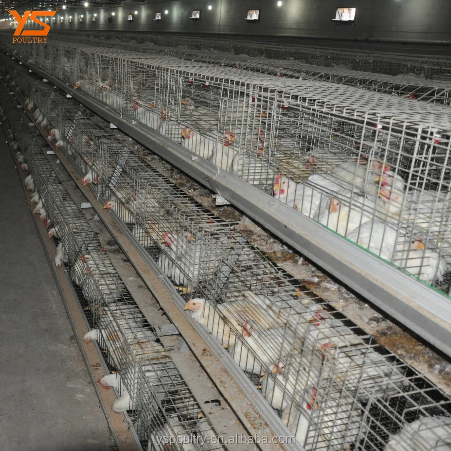 
Design Complete Poultry Chicken Farm Cage for Broiler and Breeder 
