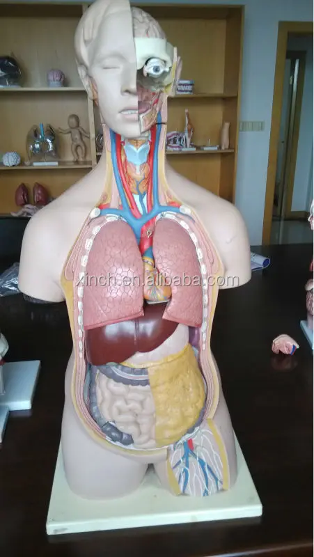half body three sex anatomy and physiology internal organs of human body