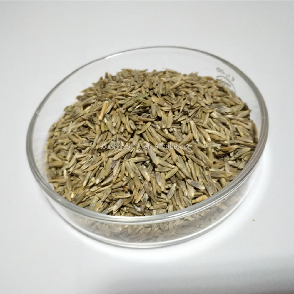 2021 год, семена ryegrass, семена корма, семена травы, восстанавливающие рост, по-прежнему растет сильно