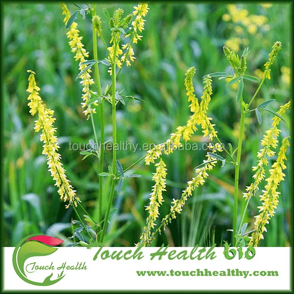 2021 Melilotus suaveolens seeds/Melilotus albus seeds/forage grass seeds