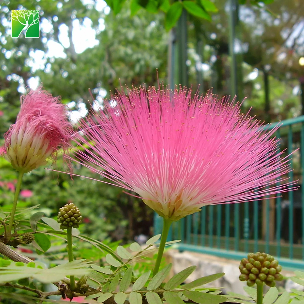 Растительная ферма, оптовая продажа, песчаная почва, тип дерева, растение Albizia пустынник