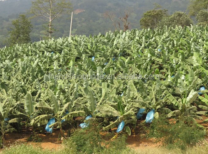 
banana trees seedling 