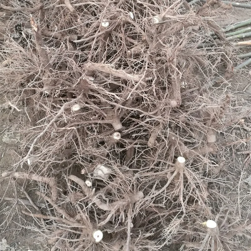 
 Pao tong холодностойкие быстрорастущие семена древесины королевские импрессионные корни деревьев для выращивания  