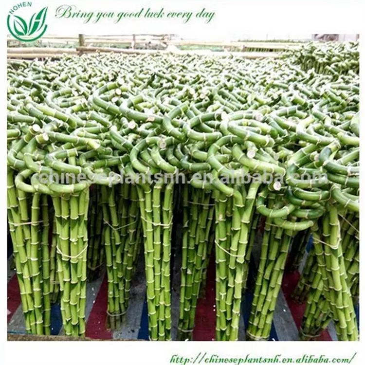 
lucky bamboo, DRACAENA SANDERIANA, spiral, lotus, tower,pyramid, braid, aquatic feng shui plants nursery garden decoration 